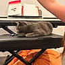 animal, arm, carpet, cat, cozy, floor, furniture, gray_cat, human, indoor, keyboard, leisure, music, orange_blanket, pet, piano_bench, playing, relaxing, sheet_music, toy_spider