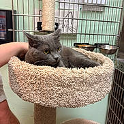 Willow joined the competition — help win amazing prizes! alert, animal, cage, carpeted_bed, cat, cat_tree, feeding_bowls, fur, gray_cat, hand, human_arm, indoor, metal_bars, pet, resting, shelter, soft_texture, veterinary, whiskers, yellow_eyes