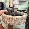 alert, animal, cage, carpeted_bed, cat, cat_tree, feeding_bowls, fur, gray_cat, hand, human_arm, indoor, metal_bars, pet, resting, shelter, soft_texture, veterinary, whiskers, yellow_eyes