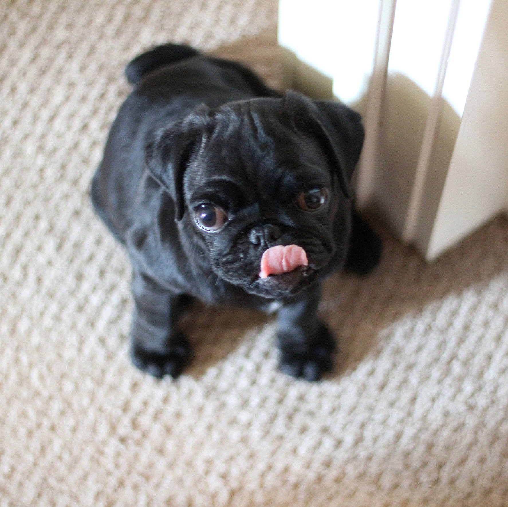 Ajax is registered to the contest to win money with this photo: canidae, carnivore, companion_dog, dog, dog_breed, fawn, french_bulldog, mammal, non_sporting_group, pug, puggle, puppy, rare_breed_dog, skin, snout, sporting_group, toy_bulldog, toy_dog, vertebrate