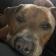 Kong is registered to the contest to win money with this photo: dog, canine, pet, close_up, nose, eyes, face, brown_fur, short_hair, ear, snout, resting, couch, sofa, indoor, hand, companion, sleepy, portrait, cute