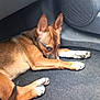 Neika participe au concours pour gagner de l'argent avec cette photo : animal, brown_dog, canine, car_floor, car_interior, cute, dog, domestic_animal, ears_up, floor_mat, inside_car, looking_sideways, lying_down, paw, pet, resting, tail, vehicle, white_paws, young_dog