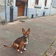 Neika a rejoint le concours — aidez-le/la à gagner de superbes lots ! animal, brown, building, curb, daylight, dog, door, ears, old_building, outdoor, pavement, pet, quiet, shutter, sidewalk, sitting, street, urban, white, window