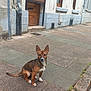 animal, brown, building, curb, daylight, dog, door, ears, old_building, outdoor, pavement, pet, quiet, shutter, sidewalk, sitting, street, urban, white, window