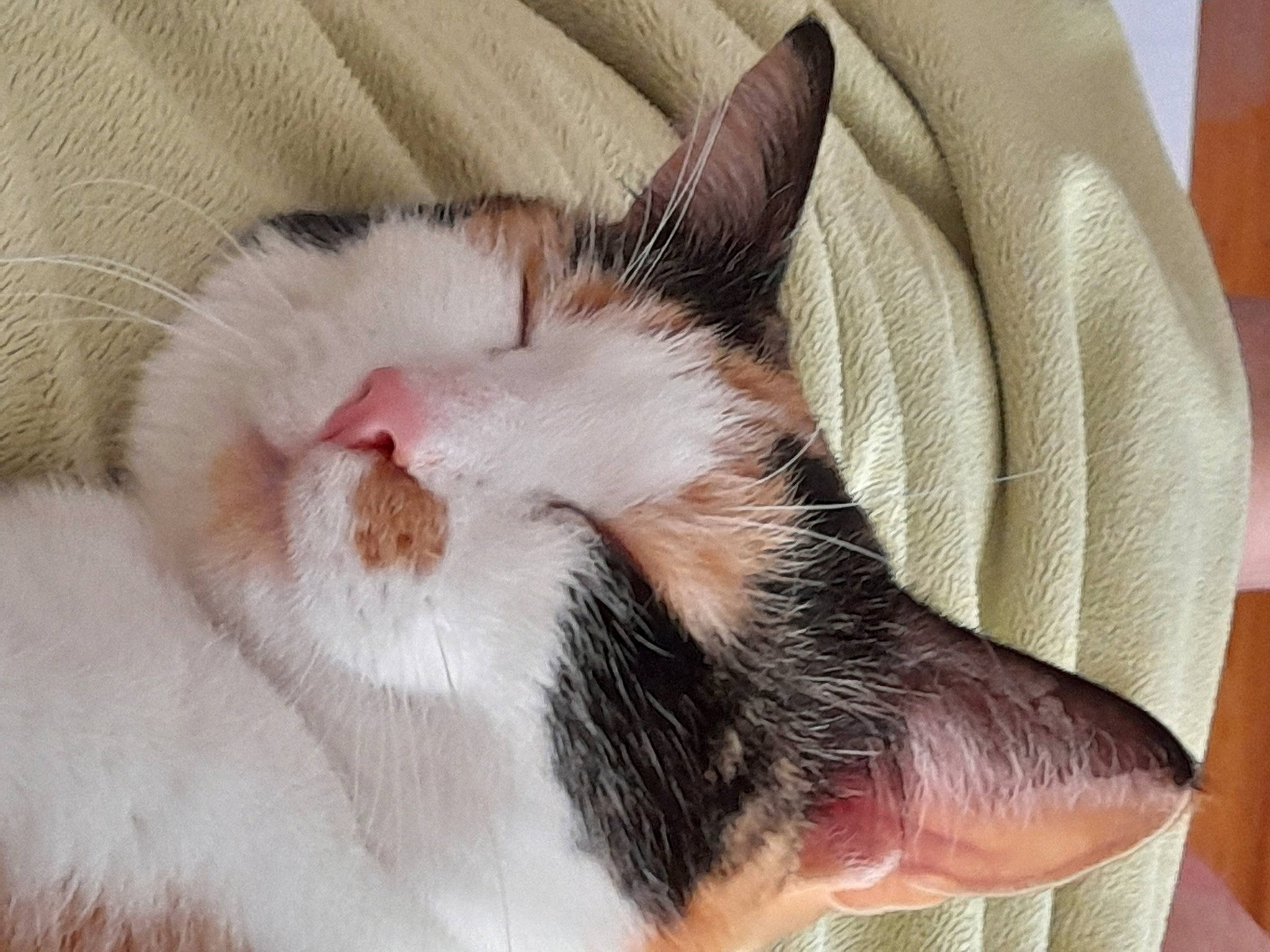 Lina participe au concours pour gagner de l'argent avec cette photo : carnivore, cat, cat_supply, claw, comfort, domestic_short_haired_cat, felidae, fur, nap, paw, sleep, small_to_medium_sized_cats, snout, tail, whiskers