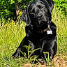 dog, black_labrador, outdoor, grass, greenery, collar, pet, animal, sunlight, nature, canine, portrait, curious, head_tilt, meadow, summer, relaxed, friendly, muzzle, ears