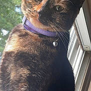 Cinnamon is registered to the contest to win money with this photo: cat, tortoiseshell, pet, indoor, window, collar, bell, feline, curious, portrait, closeup, whiskers, ears, fur, animal, domestic, greenery, daylight, looking, cute