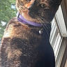 cat, tortoiseshell, pet, indoor, window, collar, bell, feline, curious, portrait, closeup, whiskers, ears, fur, animal, domestic, greenery, daylight, looking, cute