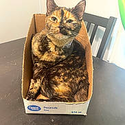 Cinnamon is registered to the contest to win money with this photo: cat, tortoiseshell_cat, cardboard_box, table, chair, indoor, pet, feline, animal, domestic, resting, cute, cozy, looking, household, box, brown, black, orange, fur