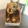 cat, tortoiseshell_cat, cardboard_box, table, chair, indoor, pet, feline, animal, domestic, resting, cute, cozy, looking, household, box, brown, black, orange, fur