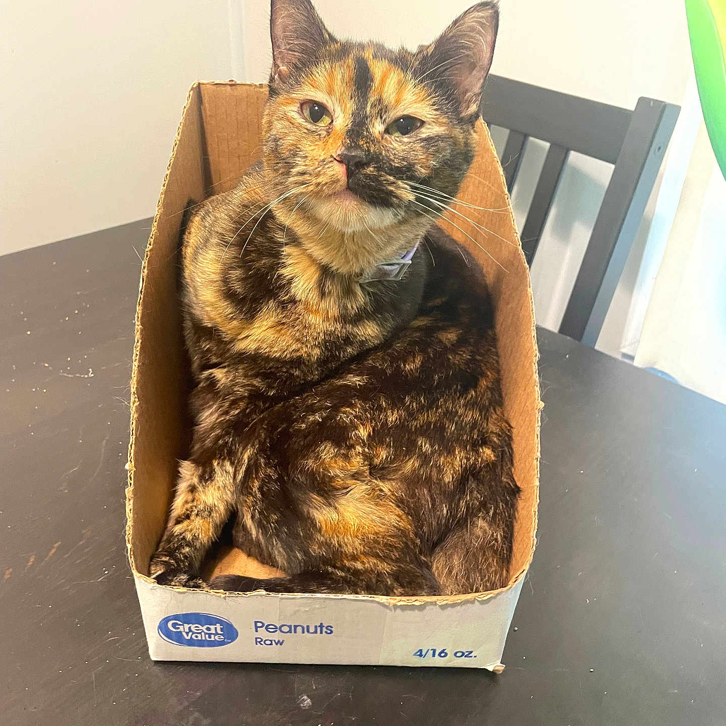 Cinnamon is registered to the contest to win money with this photo: cat, tortoiseshell_cat, cardboard_box, table, chair, indoor, pet, feline, animal, domestic, resting, cute, cozy, looking, household, box, brown, black, orange, fur