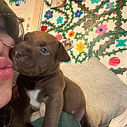 Teriyaki joined the competition — help win amazing prizes! puppy, dog, person, face, kiss, selfie, indoor, couch, colorful_wall, flower_painting, photograph, hand_painting, brown_puppy, white_patch, cute, pet, young_dog, holding, cozy, home