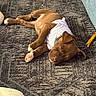 Teriyaki joined the competition — help win amazing prizes! puppy, dog, sleeping, white_shirt, brown_fur, carpet, indoor, chew_toy, relaxing, pet, animal, cute, cozy, floor, home, resting, fur, domestic_animal, peaceful, lying_down