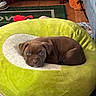 Teriyaki is registered to the contest to win money with this photo: puppy, dog, brown_dog, avocado_cushion, plush, pet_bed, indoor, floor, wood_floor, carpet, green, orange_toy, relaxed, cute, small_dog, animal, resting, cozy, home, furniture