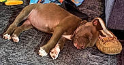 Teriyaki joined the competition — help win amazing prizes! puppy, sleeping, dog, carpet, slippers, toy, blanket, indoor, brown, cute, pet, cozy, floor, resting, tongue_out, domestic, young_dog, relaxed, animal, home