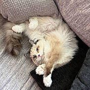 Tater Tot is registered to the contest to win money with this photo: cat, fluffy, pet, relaxed, couch, pillow, fur, pink_nose, whiskers, indoor, cozy, resting, cute, animal, tabby, soft, claws, sleepy, domestic, feline