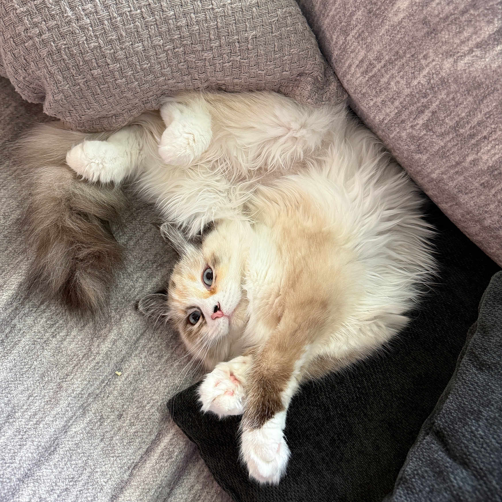 Tater Tot
