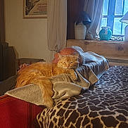 Felix a rejoint le concours — aidez-le/la à gagner de superbes lots ! cat, person, indoor, cozy, blanket, window, curtains, lamp, stove, furniture, relaxing, ginger_cat, resting, bed, pillow, home, warm_lighting, wood, decor, sleeping_cat