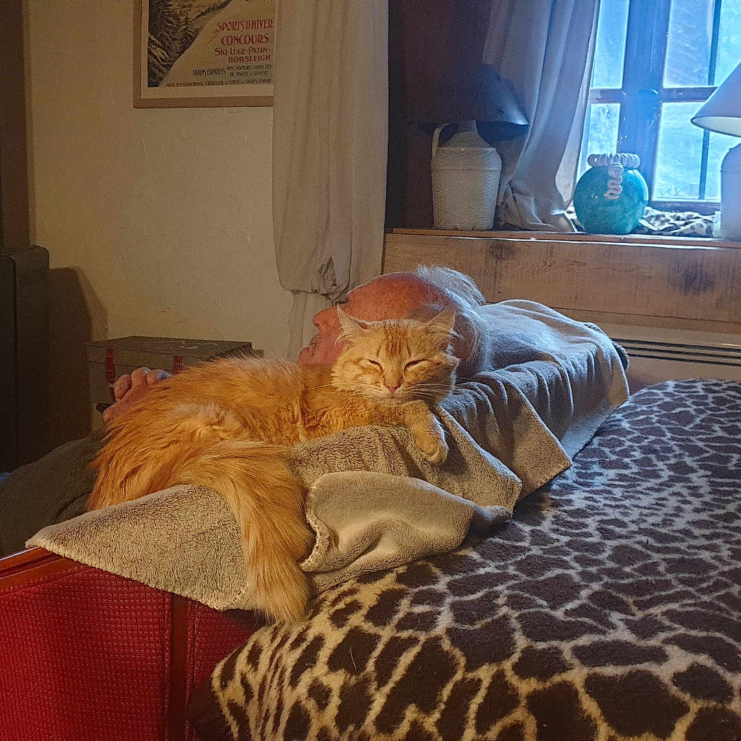 Felix a rejoint le concours — aidez-le/la à gagner de superbes lots ! bed, blanket, cat, cozy, curtains, decor, furniture, ginger_cat, home, indoor, lamp, person, pillow, relaxing, resting, sleeping_cat, stove, warm_lighting, window, wood