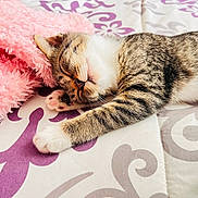 Mimi is registered to the contest to win money with this photo: cat, tabby, sleeping, paws, pink_blanket, bedspread, feline, closeup, peaceful, cozy, whiskers, striped, indoor, resting, cute, soft, fur, animal, pet, relaxed
