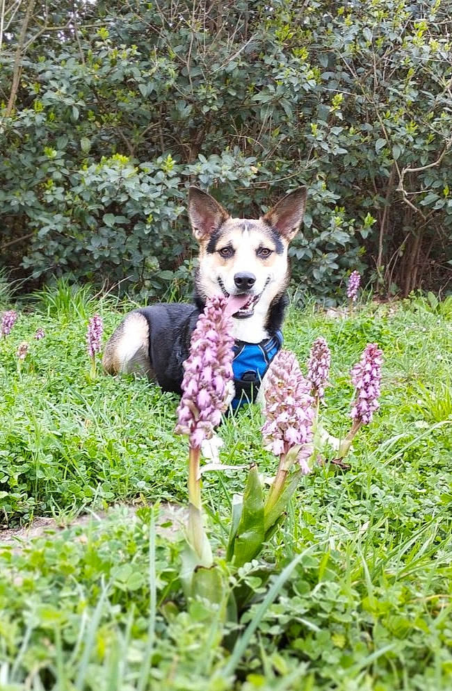 Jack a rejoint le concours — aidez-le/la à gagner de superbes lots ! canidae, carnivore, companion_dog, dog, dog_breed, fawn, flower, flowering_plant, grass, groundcover, herbaceous_plant, meadow, pattern, plant, sporting_group, tail, terrestrial_animal, terrestrial_plant, wildflower, wildlife