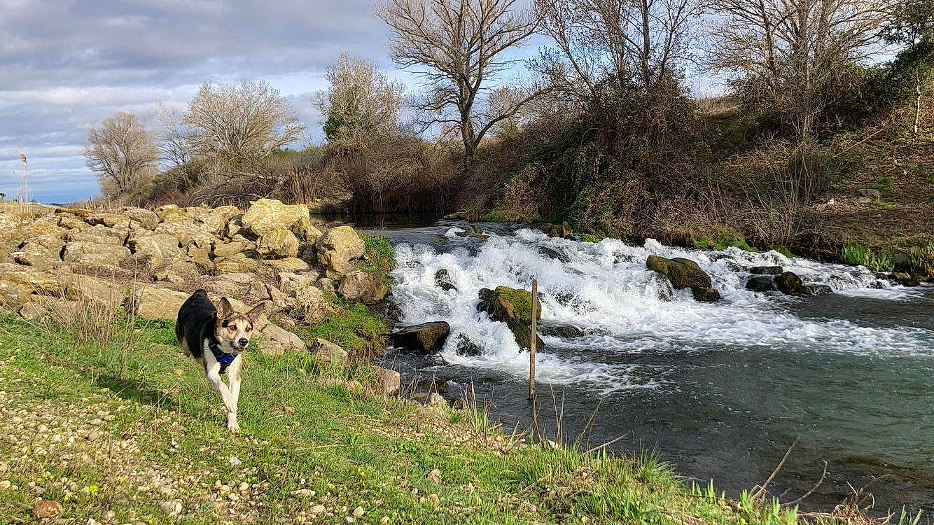 Jack participe au concours pour gagner de l'argent avec cette photo : arroyo, bank, carnivore, cloud, dog, dog_breed, fluvial_landforms_of_streams, grass, grassland, landscape, natural_landscape, plant, riparian_zone, rural_area, sky, tree, water, waterfall, waterway, working_animal