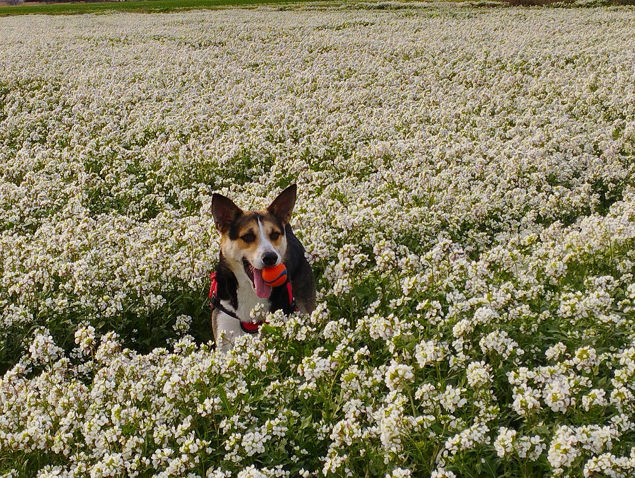 Jack a rejoint le concours — aidez-le/la à gagner de superbes lots ! carnivore, companion_dog, dog, dog_breed, field, flower, grass, grass_family, grassland, groundcover, meadow, natural_landscape, pasture, people_in_nature, petal, plant, prairie, shrub, sporting_group, spring