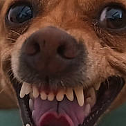 Praya participe au concours pour gagner de l'argent avec cette photo : carnivore, close_up, companion_dog, dog, dog_breed, ear, eye, fang, fawn, human_body, iris, jaw, liver, mouth, nose, snout, sporting_group, tongue, whiskers, working_animal