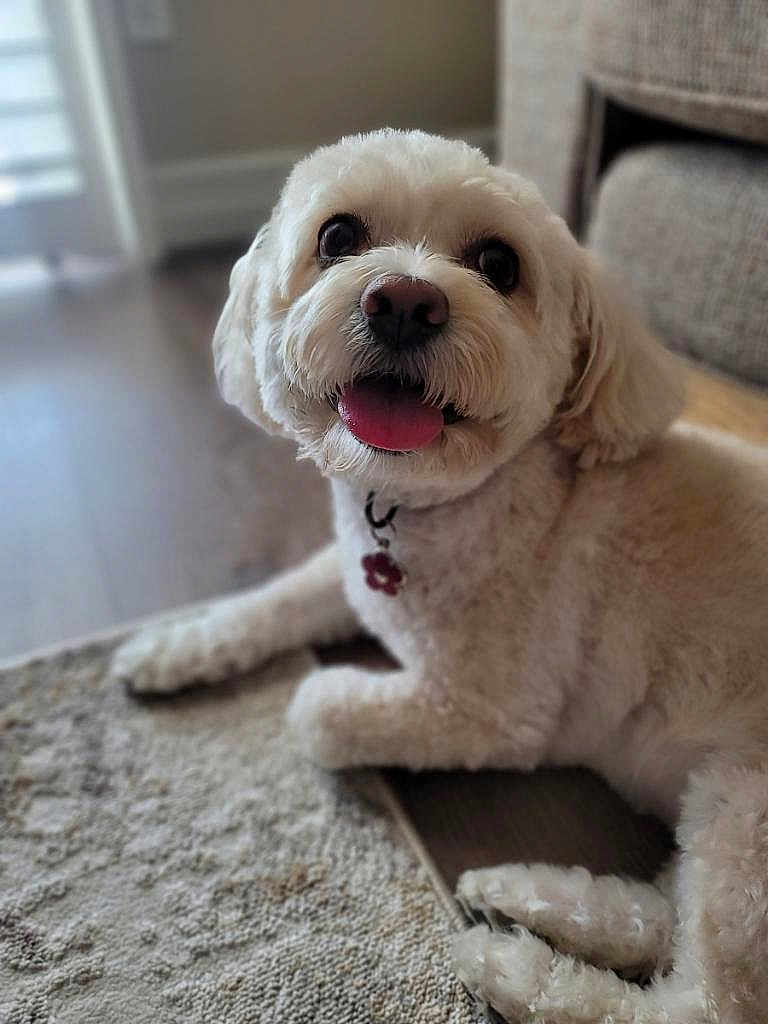 Lilly joined the competition — help win amazing prizes! dog, white_dog, pet, indoor, carpet, couch, tongue_out, happy, fluffy, animal, floor, collar, close_up, cute, domestic_animal, fur, laying_down, living_room, natural_light, portrait