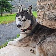 Volx participe au concours pour gagner de l'argent avec cette photo : animal, blue_eyes, calm, canine, collar, dog, fur, grass, landscape, lying_down, nature, outdoor, paw, pet, porch, quiet, resting, siberian_husky, stone_wall, tree