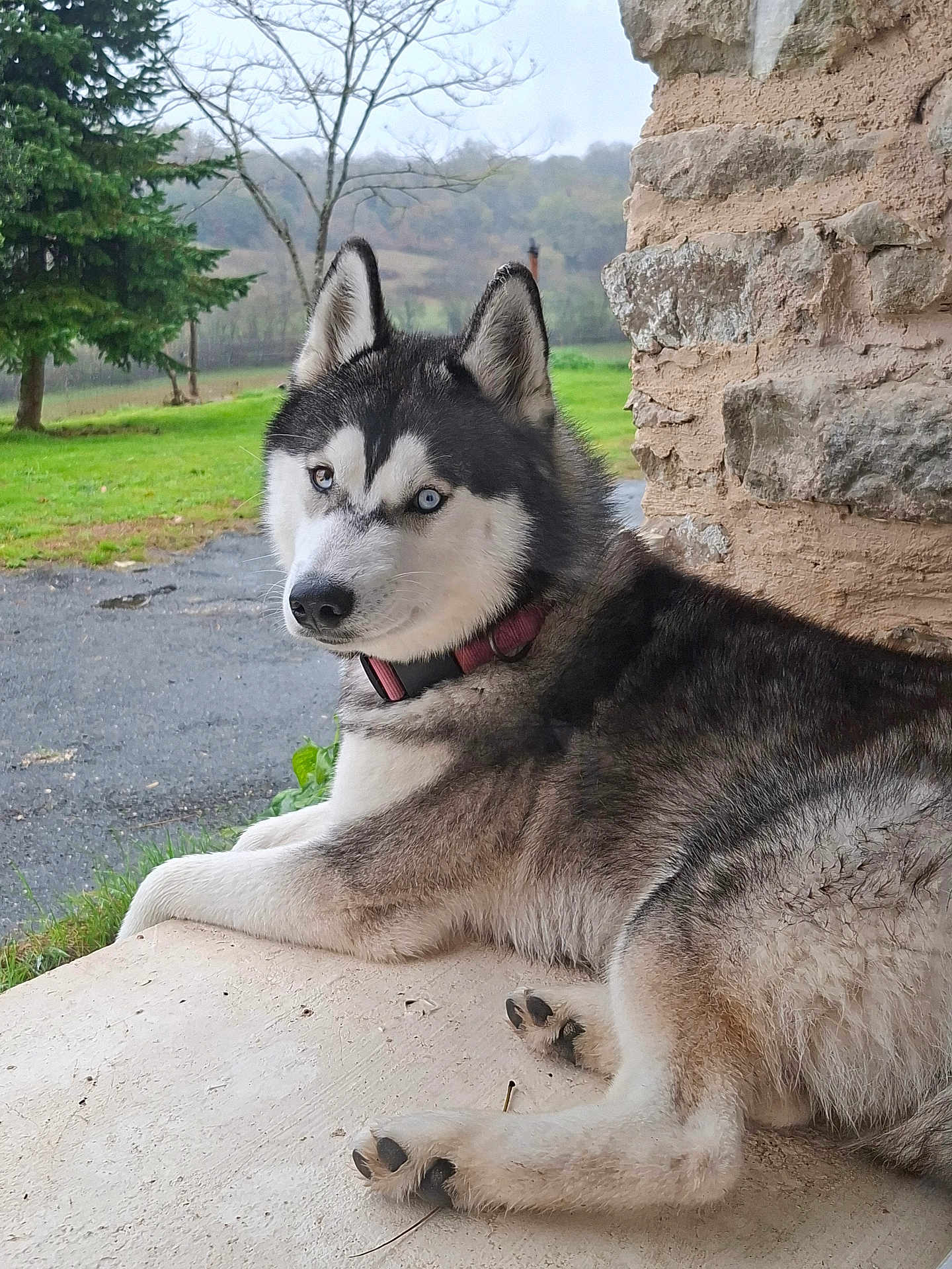 Volx participe au concours pour gagner de l'argent avec cette photo : animal, blue_eyes, calm, canine, collar, dog, fur, grass, landscape, lying_down, nature, outdoor, paw, pet, porch, quiet, resting, siberian_husky, stone_wall, tree