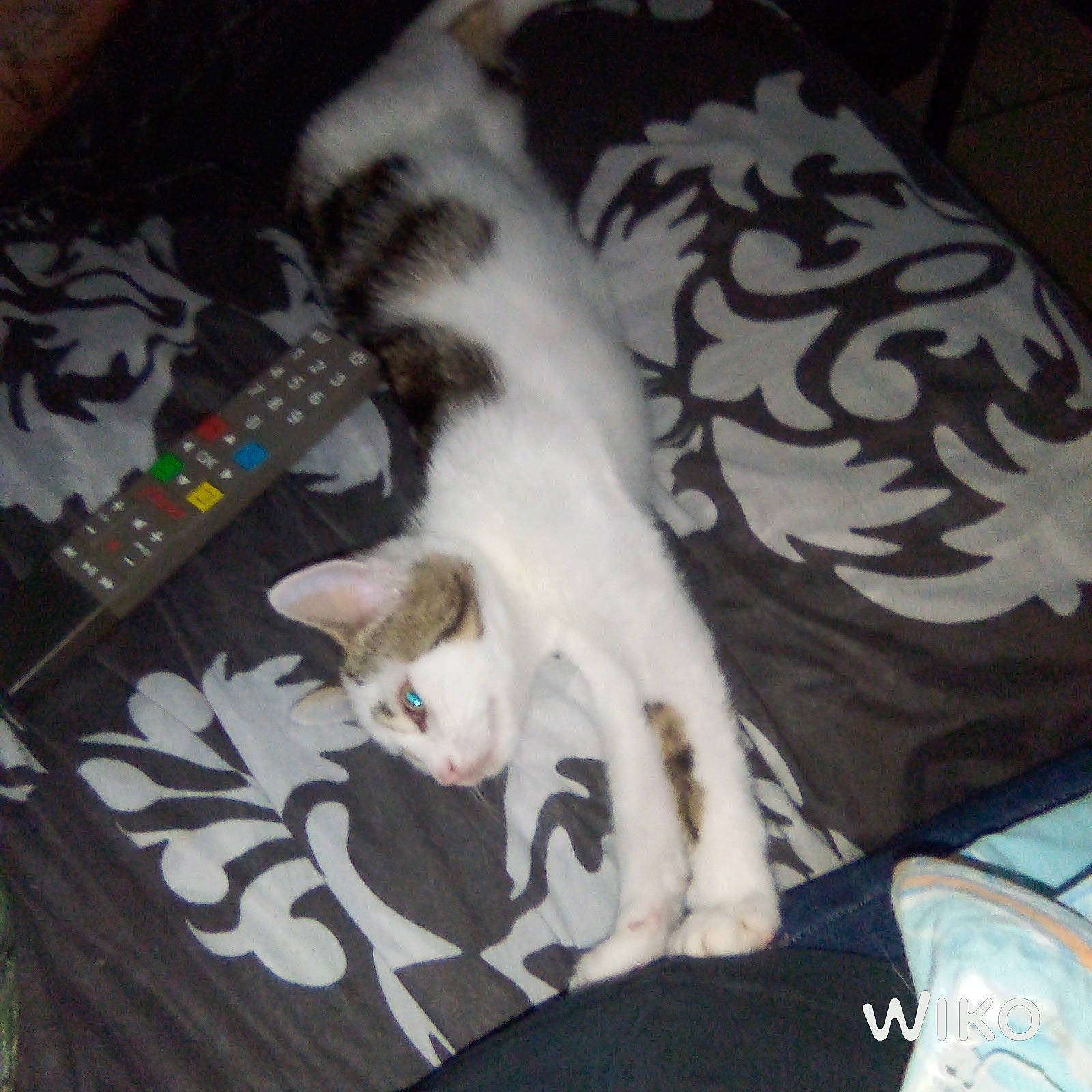 Chanel participe au concours pour gagner de l'argent avec cette photo : canidae, carnivore, cat, claw, comfort, companion_dog, couch, domestic_short_haired_cat, fawn, felidae, fur, guitar, lap, linens, musical_instrument, nap, paw, small_to_medium_sized_cats, tail, whiskers