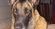 Raya participe au concours pour gagner de l'argent avec cette photo : alert, animal, bed, blanket, canine, clothes, dog, domestic, ears, face, flash, fur, german_shepherd, hanger, indoors, looking, pet, portrait, room, suitcase