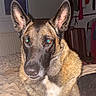 alert, animal, bed, blanket, canine, clothes, dog, domestic, ears, face, flash, fur, german_shepherd, hanger, indoors, looking, pet, portrait, room, suitcase