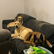 Raya participe au concours pour gagner de l'argent avec cette photo : black_sofa, brown_dog, canine, clutter, companion, dog, domestic, furniture, household_items, indoor, living_room, nap, pet, quiet, relaxed, resting, sofa, table, three_dogs, wall