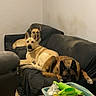black_sofa, brown_dog, canine, clutter, companion, dog, domestic, furniture, household_items, indoor, living_room, nap, pet, quiet, relaxed, resting, sofa, table, three_dogs, wall