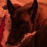 Raya participe au concours pour gagner de l'argent avec cette photo : animal, bed, blanket, brown, comfort, cozy, dog, domestic, ears, fur, furniture, indoor, muzzle, pet, quiet, relaxation, resting, sleepy, spot_pattern, warm_light