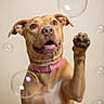 dog, bubble, pink_collar, paw, playful, pet, canine, studio, beige_background, closeup, animal, happy, cute, domestic_animal, muzzle, ears, whiskers, fur, portrait, indoor