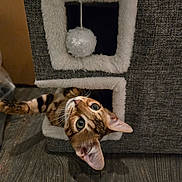 Sofi joined the competition — help win amazing prizes! cat, tabby, pet, animal, indoor, furniture, cat_condo, carpet, floor, wooden_floor, playful, curious, cute, whiskers, ears, eyes, house, cozy, feline, pet_toy