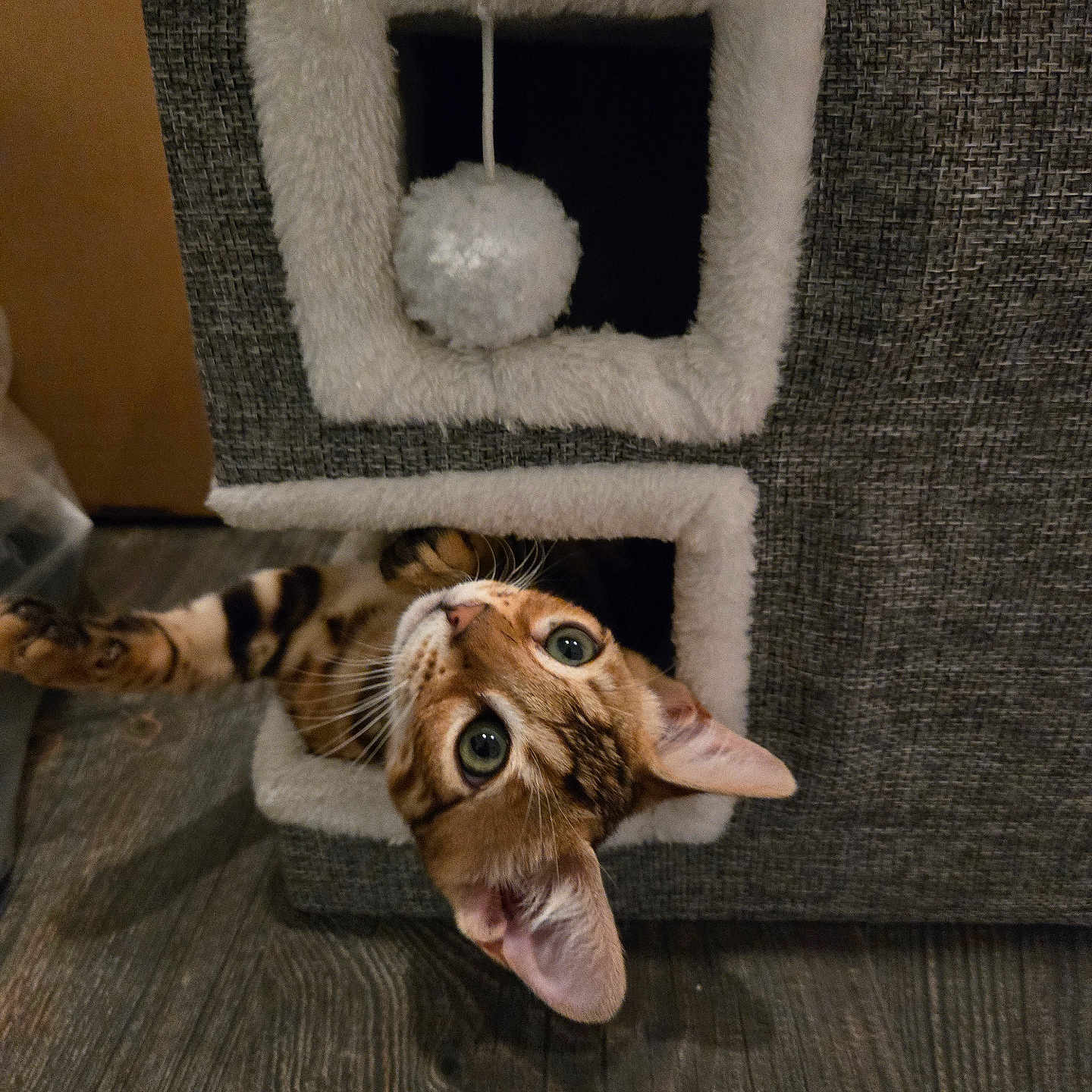 Sofi joined the competition — help win amazing prizes! cat, tabby, pet, animal, indoor, furniture, cat_condo, carpet, floor, wooden_floor, playful, curious, cute, whiskers, ears, eyes, house, cozy, feline, pet_toy