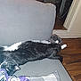 cat, black_and_white, couch, indoor, relaxed, stretching, feline, pet, home, furniture, floor, wooden_floor, whiskers, paws, cozy, living_room, animal, resting, domestic, tuxedo_cat