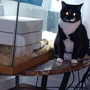 Eko joined the competition — help win amazing prizes! cat, black_and_white, table, glass, enclosure, pet, indoor, furniture, animal, marble, reflection, eyes, glowing_eyes, blur, wooden_floor, cords, wall, bedding, sitting, domestic_animal