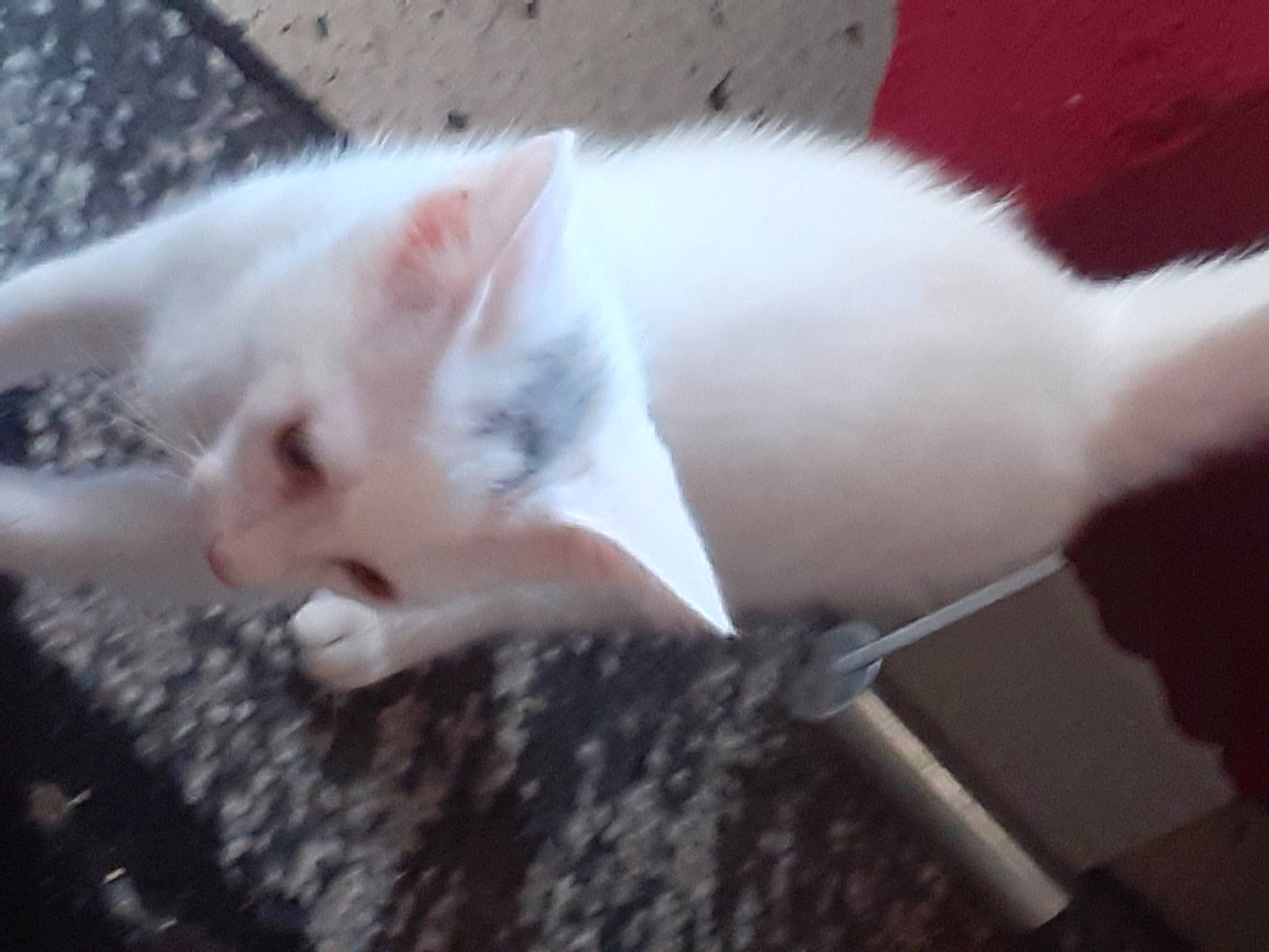 Cocaine a rejoint le concours — aidez-le/la à gagner de superbes lots ! canidae, carnivore, cat, claw, companion_dog, dog_breed, domestic_short_haired_cat, ear, eye, fawn, felidae, fur, paw, small_to_medium_sized_cats, tail, whiskers