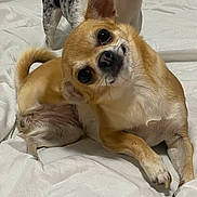 Talia a rejoint le concours — aidez-le/la à gagner de superbes lots ! dog, pet, chihuahua, bed, indoor, white_bedspread, curious, head_tilt, two_dogs, small_dog, tan_dog, speckled_dog, cute, animal, fur, paw, companion, domestic_animal, friendship, relaxed