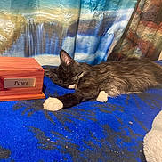 Paws joined the competition — help win amazing prizes! animal, bed, black_and_white, blanket, blue_blanket, cat, cozy, cute, domestic_cat, feline, fur, indoor, paw, pet, relaxing, resting, sleeping, waterfall_backdrop, whiskers, wooden_box