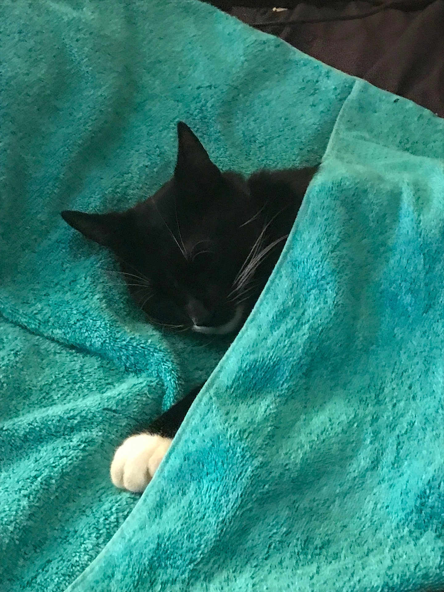 Paws