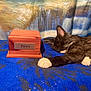 Paws is registered to the contest to win money with this photo: animal, background_painting, black_and_white, blue_blanket, cat, cozy, cute, domestic, feline, fur, indoor, kitten, paws_label, pet, relaxation, resting, sleeping, soft_texture, whiskers, wooden_box