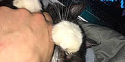 Goddess is registered to the contest to win money with this photo: bed, black_and_white_cat, blanket, casual, cat, close_up, domestic_cat, furry, hand, human_interaction, indoor, laptop, movie_scene, nighttime, paws, pet, playful, resting, technology, whiskers