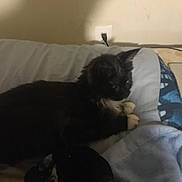 Goddess joined the competition — help win amazing prizes! animal, bed, black_and_white, blanket, cat, cozy, dark, ears, electrical_outlet, feline, fur, human_hand, indoor, paw, pet, pillow, quiet, resting, shadow, wall