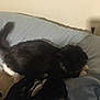 animal, bed, black_cat, blanket, cat, clothing, cozy, dim_light, domestic_cat, fur, furniture, hand, indoor, pet, resting, shadow, sleeping, soft, tail, white_paws